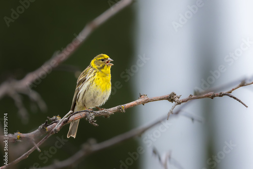 European Serin perched on a branch in the morning light