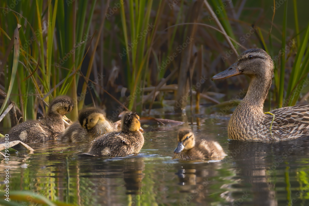 ducklings on a pond in the morning light ducklings on a pond in the morning light