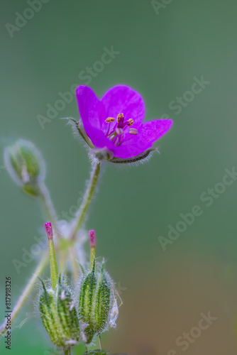 meadow geranium in the morning light