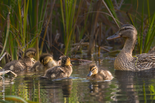 ducklings on a pond in the morning light