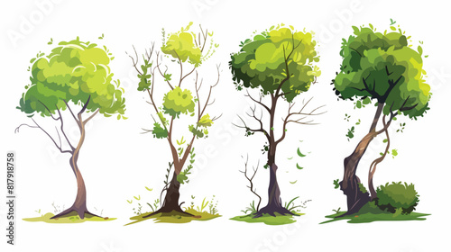 Four of deciduous and evergreen forest plants isolated