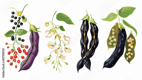 Four of different colorful black beans pods and grain photo