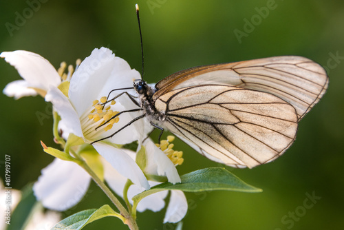Hawthorn butterfly (Aporia crataegi) from the white butterfly family. Early Summer Concept, Macro Photography