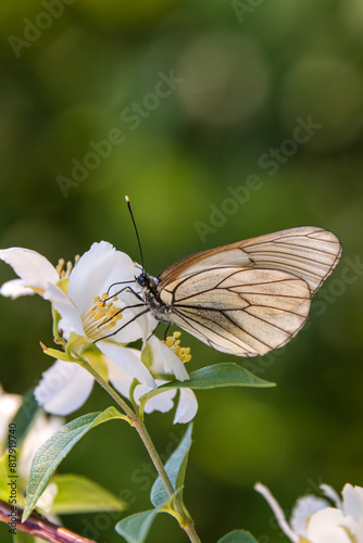 Hawthorn butterfly (Aporia crataegi) from the white butterfly family. Early Summer Concept, Macro Photography