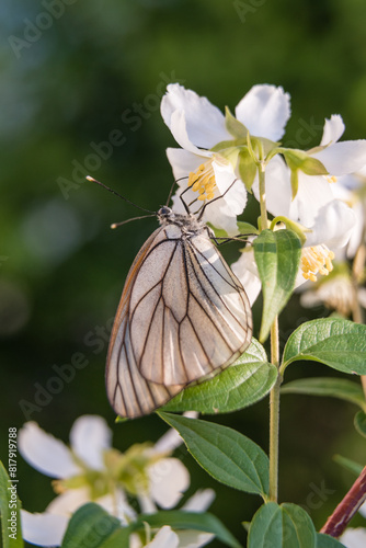 Hawthorn butterfly (Aporia crataegi) from the white butterfly family. Early Summer Concept, Macro Photography