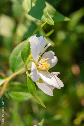 Beautiful White Apple Tree Flowers Close-Up, Macro Photography, Selective Focus