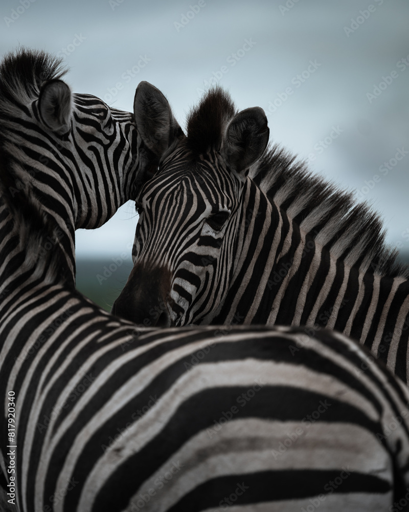 Fototapeta premium Zebra's love
