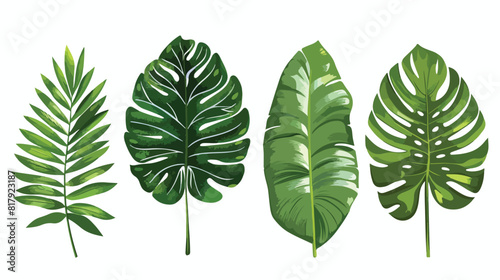 Four of tropical leaves of various plants isolated