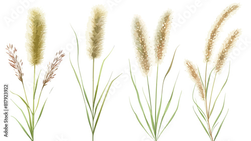 Foxtail field plant. Botanical vintage drawing