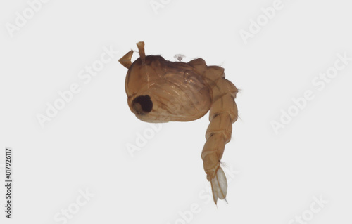 Macro of  mosquito pupa  of   the Dengue vector mosquito (Aedes aegypti) on a white background.
