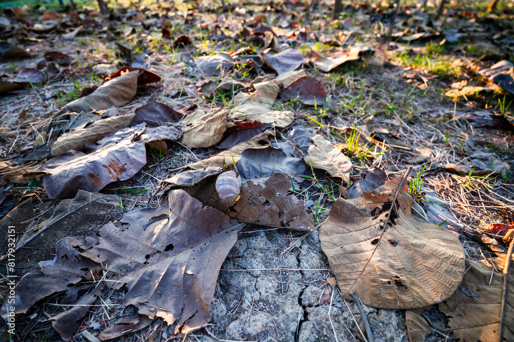 Shallow depth of field shot of Brown dry leaves piling on the ground leaves in the middle of the forest have fallen and are dry. a pile of dry leaves. dry leaves fall from the trees,soft focus. Shallow depth of field shot of Brown dry leaves piling on the ground leaves in the middle of the forest have fallen and are dry. a pile of dry leaves. dry leaves fall from the trees,soft focus.