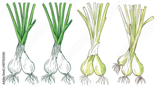 Organic natural scallion colorful and outline monochr photo