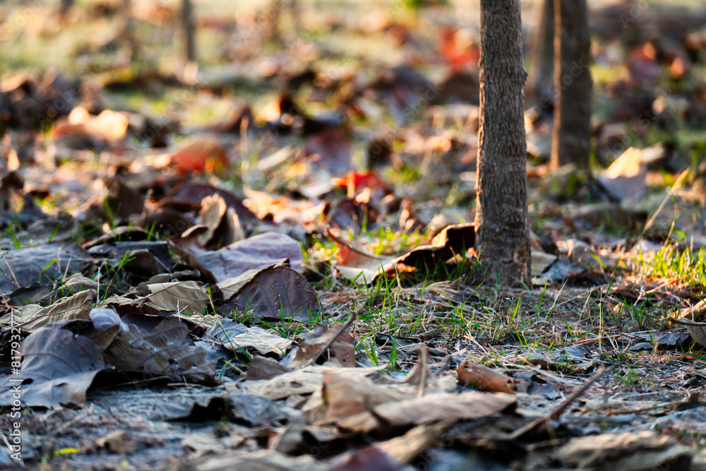 Shallow depth of field shot of Brown dry leaves piling on the ground leaves in the middle of the forest have fallen and are dry. a pile of dry leaves. dry leaves fall from the trees,soft focus. Shallow depth of field shot of Brown dry leaves piling on the ground leaves in the middle of the forest have fallen and are dry. a pile of dry leaves. dry leaves fall from the trees,soft focus.