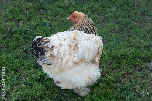 free range chicken. on the farm, white chicken in the grass. range chickens. Hens on a traditional organic free range poultry farm grazing on grass with space	