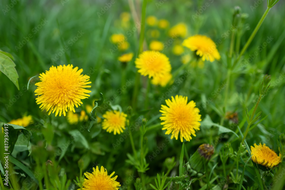 Spring green lawn with yellow dandelion flowers. Spring. Background Spring green lawn with yellow dandelion flowers. Spring. Background
