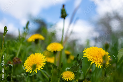Close up of blooming yellow dandelion flowers Taraxacum officinale in garden on spring time. photo