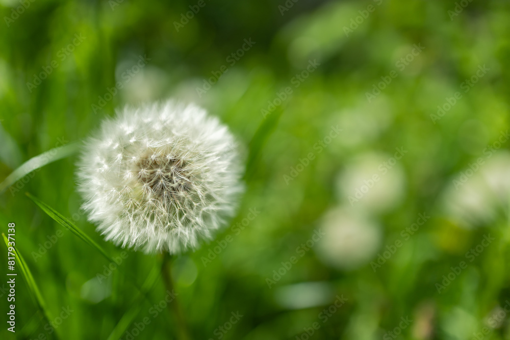 Fototapeta premium Dandelion bud seeds closeup over a fresh green background