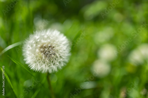 Dandelion bud seeds closeup over a fresh green background