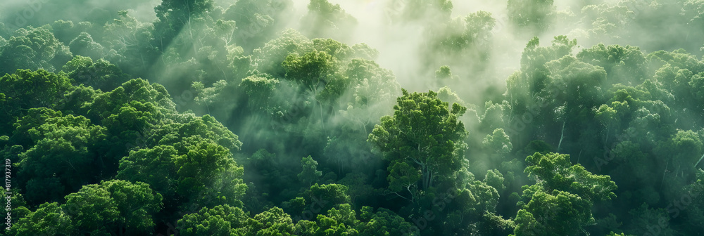 Aerial View of Sunlit Green Forest Canopy Under Misty Morning Rays   Nature and Tranquility