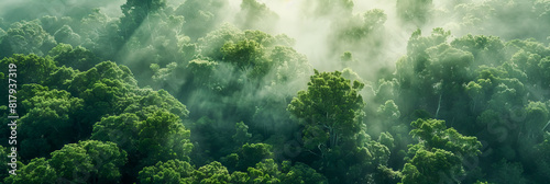 Aerial View of Sunlit Green Forest Canopy Under Misty Morning Rays   Nature and Tranquility