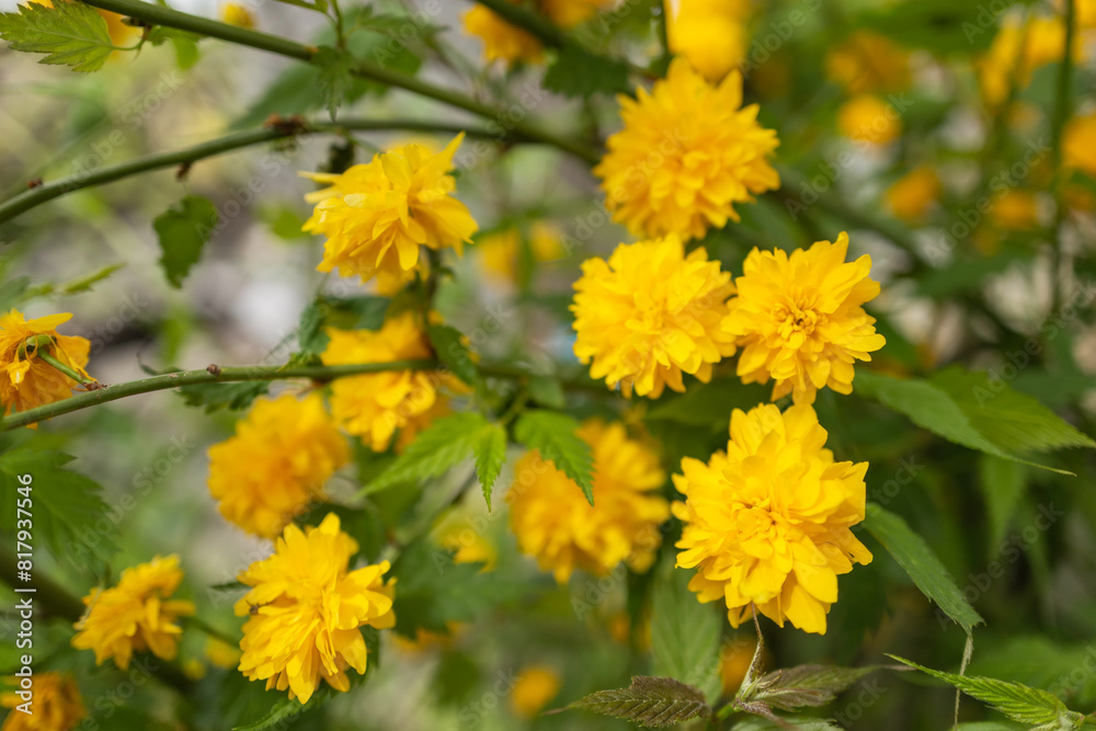 Kerria japonica tree with bright yellow flowers Kerria japonica tree with bright yellow flowers