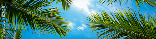 Tropical Palm Leaves Against a Blue Sky with Sunlight Serene and Relaxing Nature Background