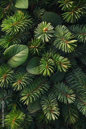Close-up of spruce branches. Background of spruce branches