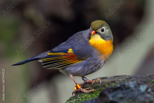 Red-billed Leiothrix - Leiothrix lutea  beautiful colored perching bird from hill forests and jungles of Central Asia  India.