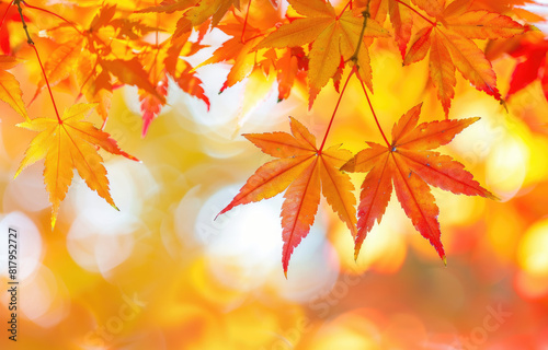 Colorful autumn leaves in the fall season  red and yellow maple tree branches with a blurred white background. A closeup of vibrant colorful foliage in a Japanese garden during fall time