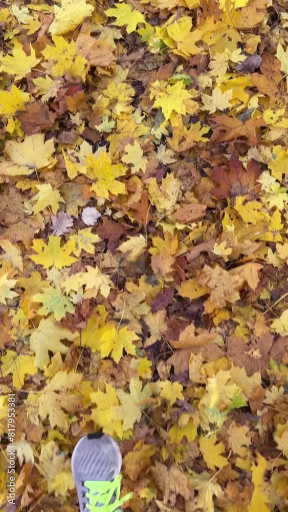 A stroll through yellow leaves in the park, capturing the feet in motion. A stroll through yellow leaves in the park, capturing the feet in motion.