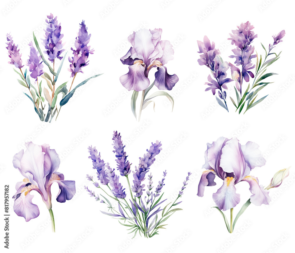 Set of Watercolor Lavender and Iris. Set of Watercolor Lavender and Iris.
