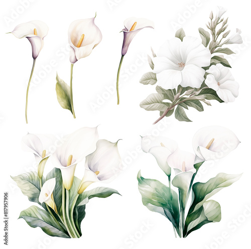 Fototapeta Naklejka Na Ścianę i Meble -  Set of Watercolor Calla Lily.
