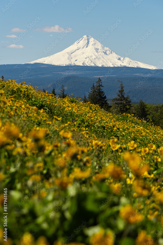 Fototapeta premium Mt. Hood over slopes of spring wildflowers, Oregon. 