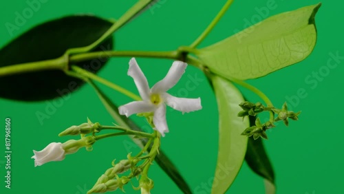 Primo piano di fiori di gelsomino, fondo verde, movimento di camera orizzontale photo