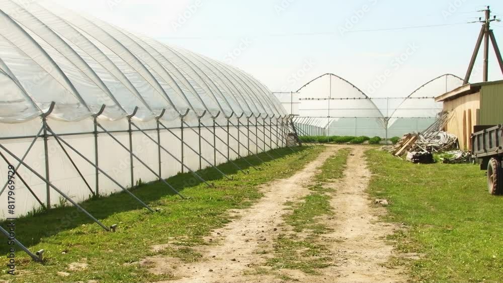 VIDEO SET - Harvest strawberries in the greenhouse. Growing strawberries in greenhouse conditions. VIDEO SET - Harvest strawberries in the greenhouse. Growing strawberries in greenhouse conditions.