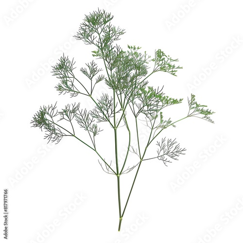 Photo of Dill  Isolate on white background