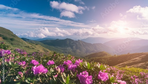 concept for spring beautiful nature with flower and landscape background with blue sky and sun