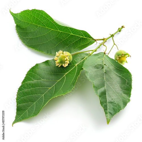 Photo of Passion Fruit Leaves, Isolate on white background