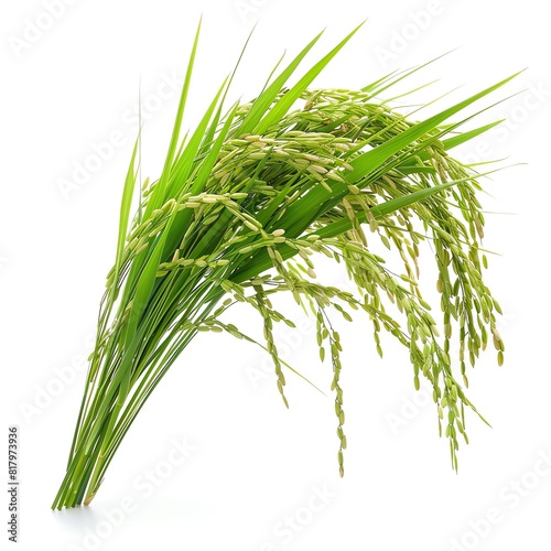 Photo of Rice Paddy Herb, Isolate on white background