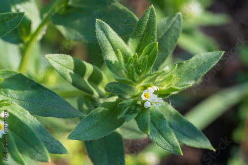 Buglossoides arvensis, corn-gromwell.