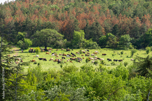 Herd of cows grazing on a green meadow with forest around them. Brown, black and white cows
