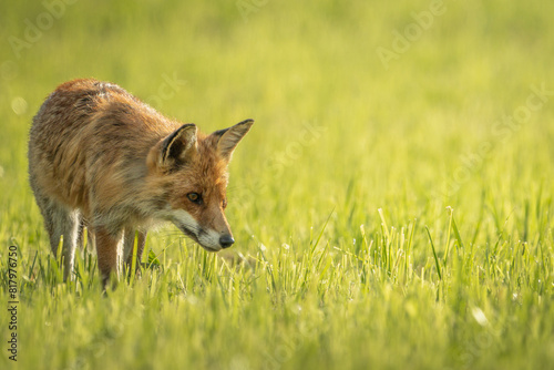 Red fox in the grass looking for prey