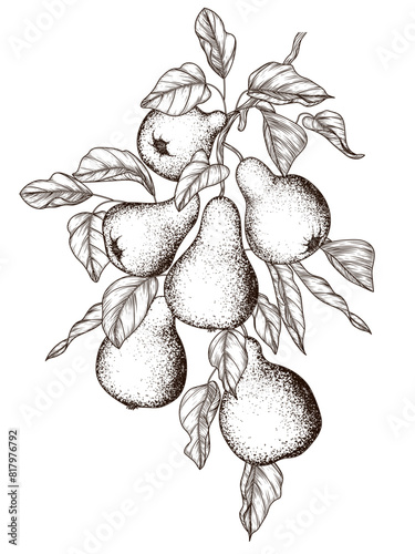 Vector illustration of a pear branch in engraving style
