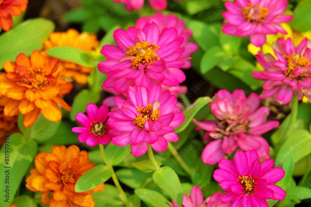 A bunch of pink and orange flowers are in a garden A bunch of pink and orange flowers are in a garden