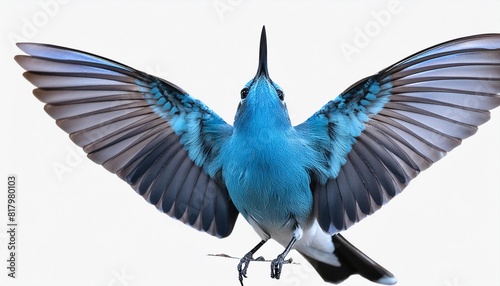 blue winged bird isolated on transparent background cutout