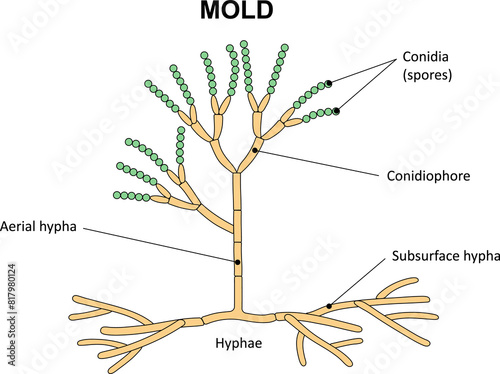 The structure of mold.  Diagram. Fungus. photo