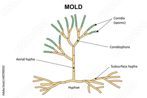 The structure of mold.  Diagram. Fungus. photo