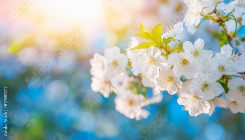 spring artistic blossom background beautiful nature scene with blooming tree and sun flare springtime amazing sun flares and blurred dream abstract blue tones closeup view white cherry flowers
