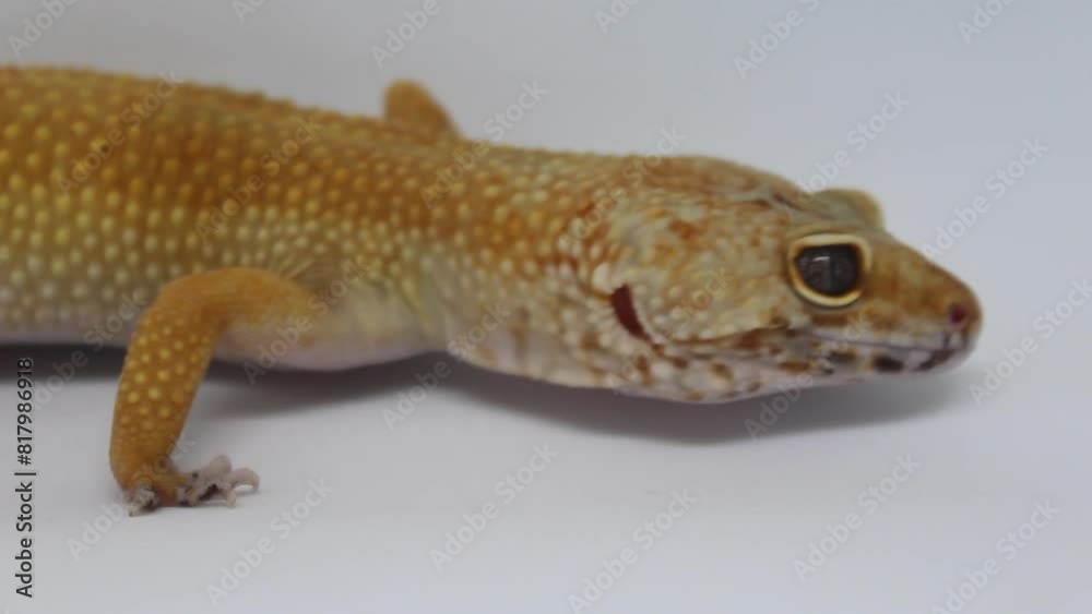 Cute and adorable leopard gecko with morph schtct Tremper on isolated white background. Cute and adorable leopard gecko with morph schtct Tremper on isolated white background.