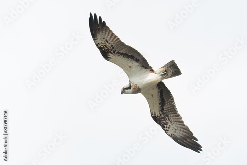 Osprey flying in the sky with wide opened wings